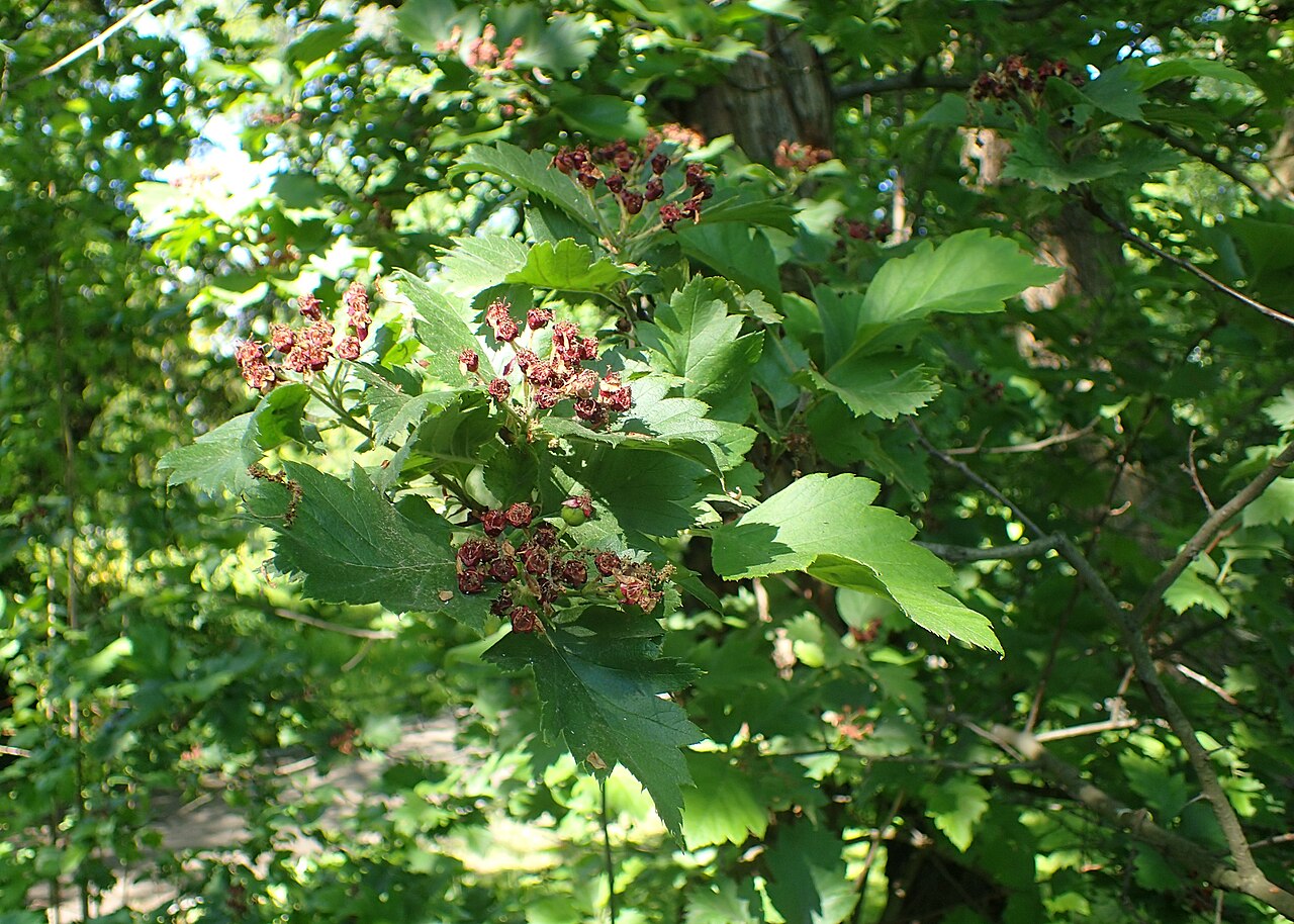 Crataegus chlorosarca