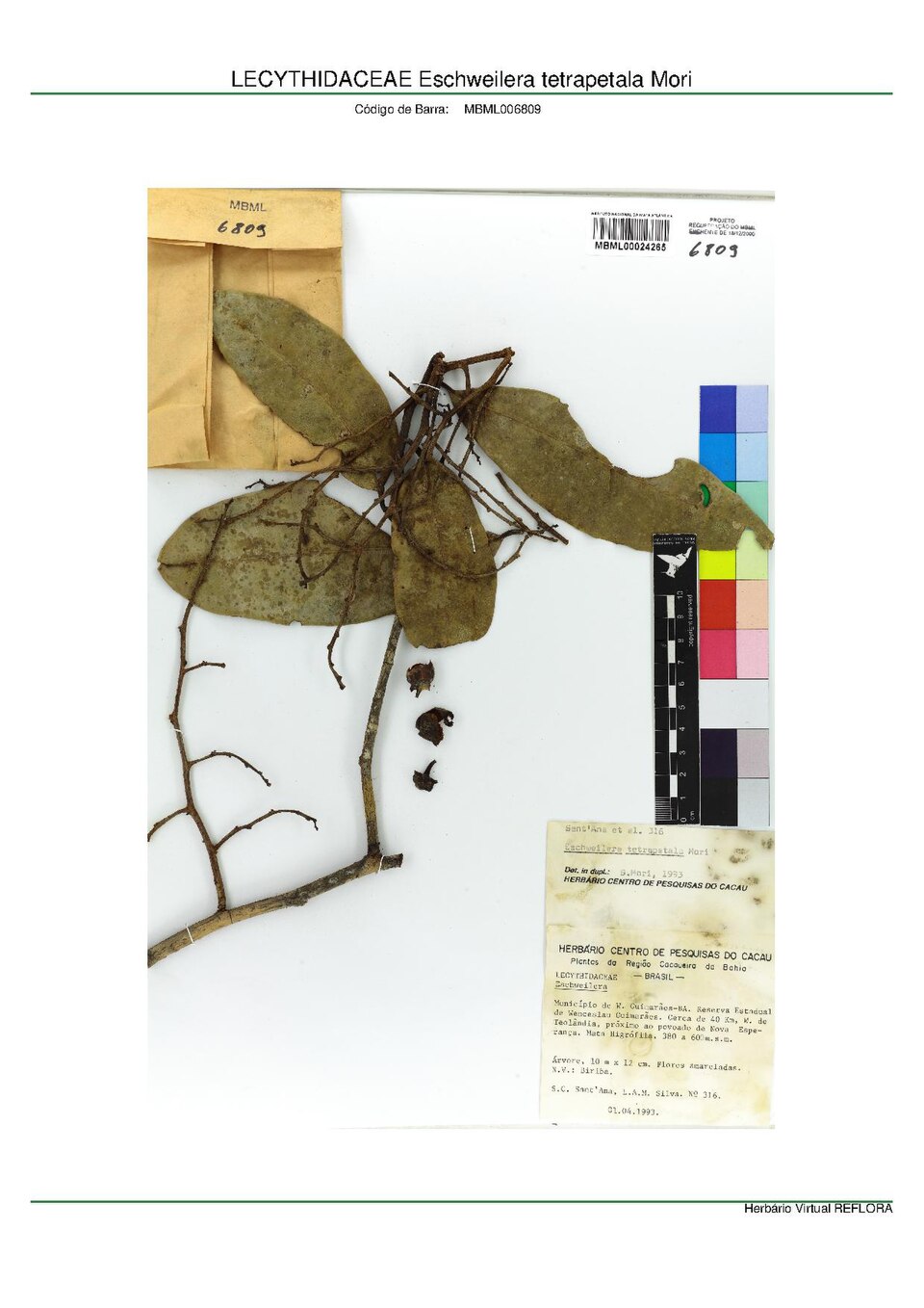Eschweilera tetrapetala
