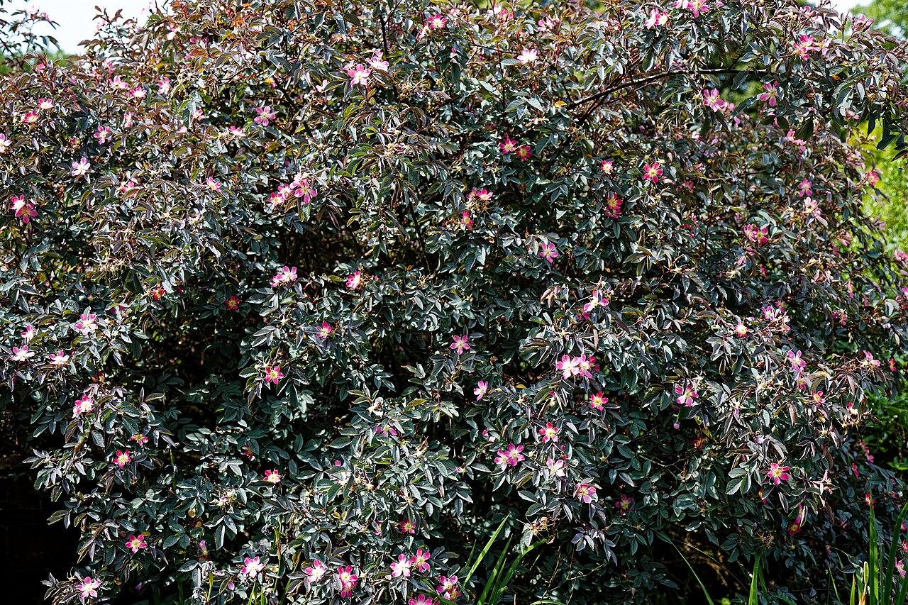 Rosa glauca
