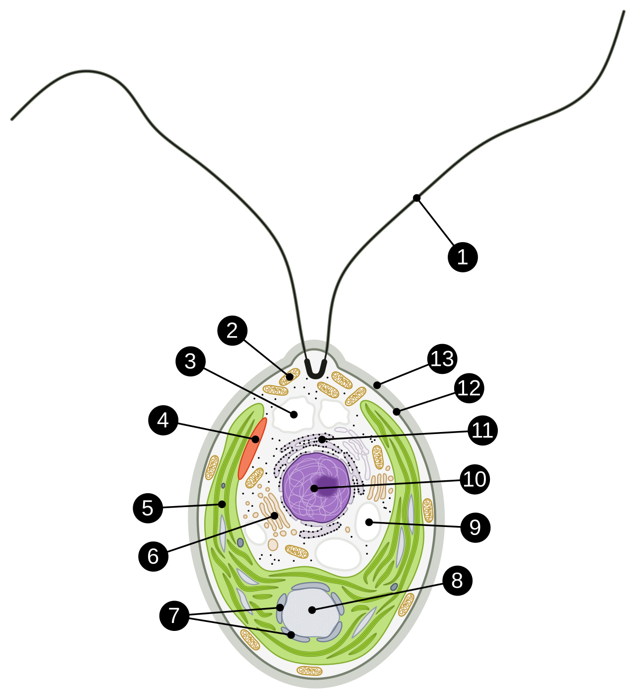 Chlamydomonas reinhardtii
