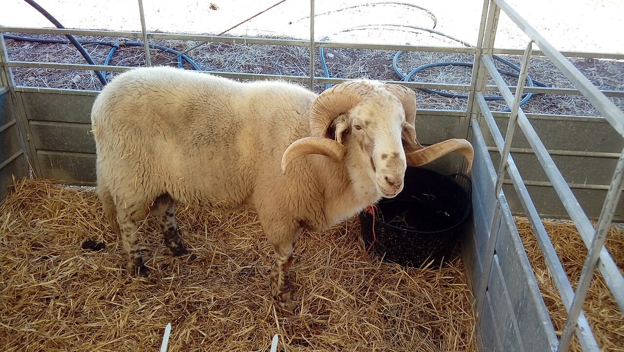 Merino de Grazalema