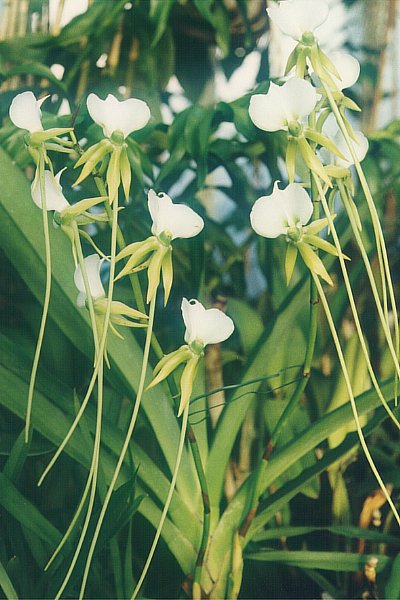 Long spurred Angraecum