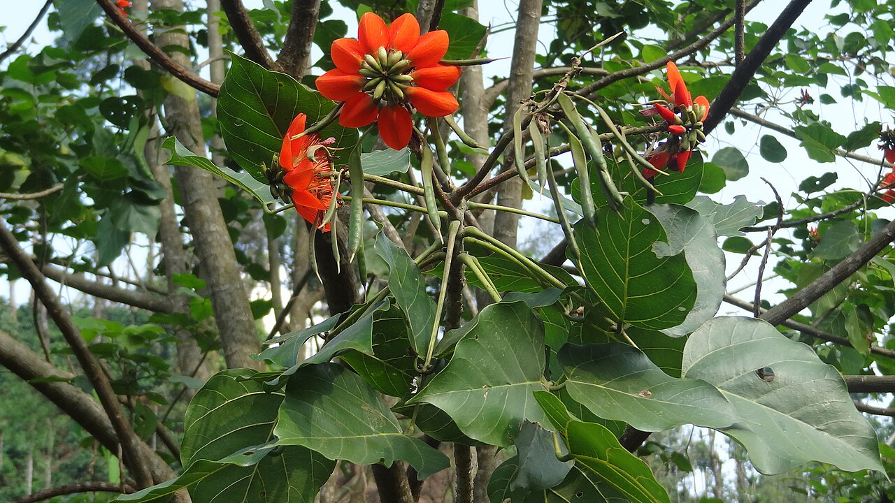 Erythrina subumbrans