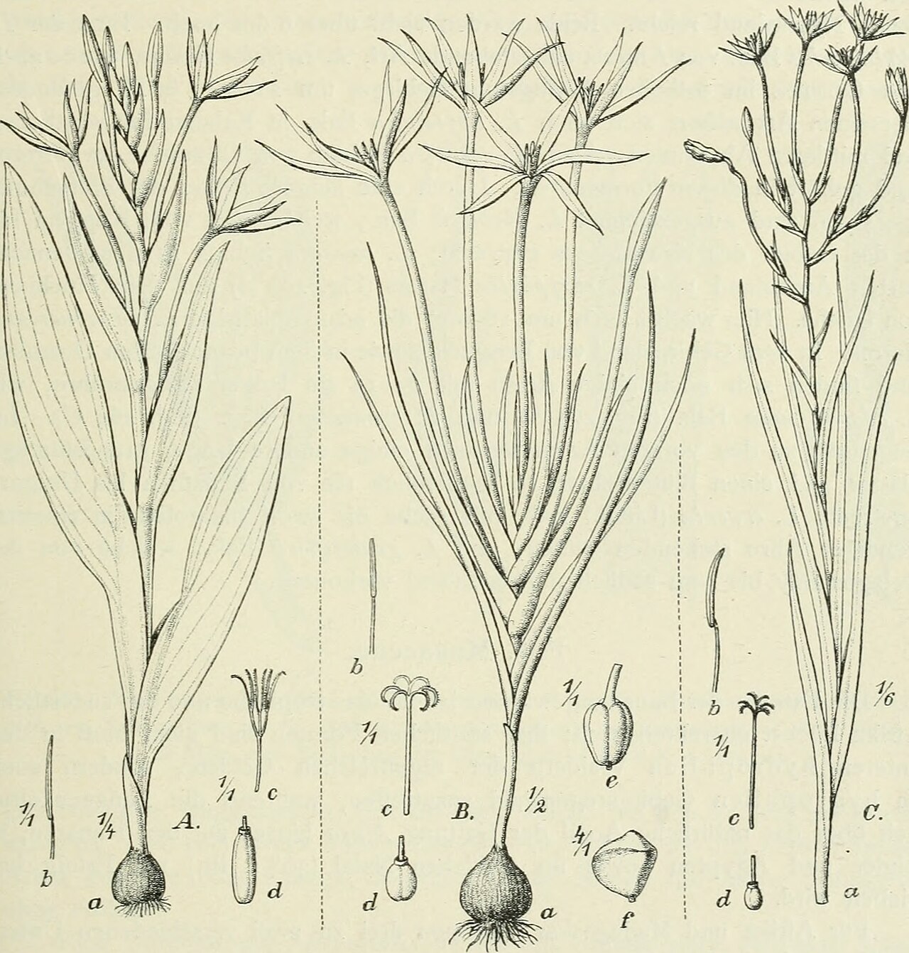 Lapeirousia odoratissima