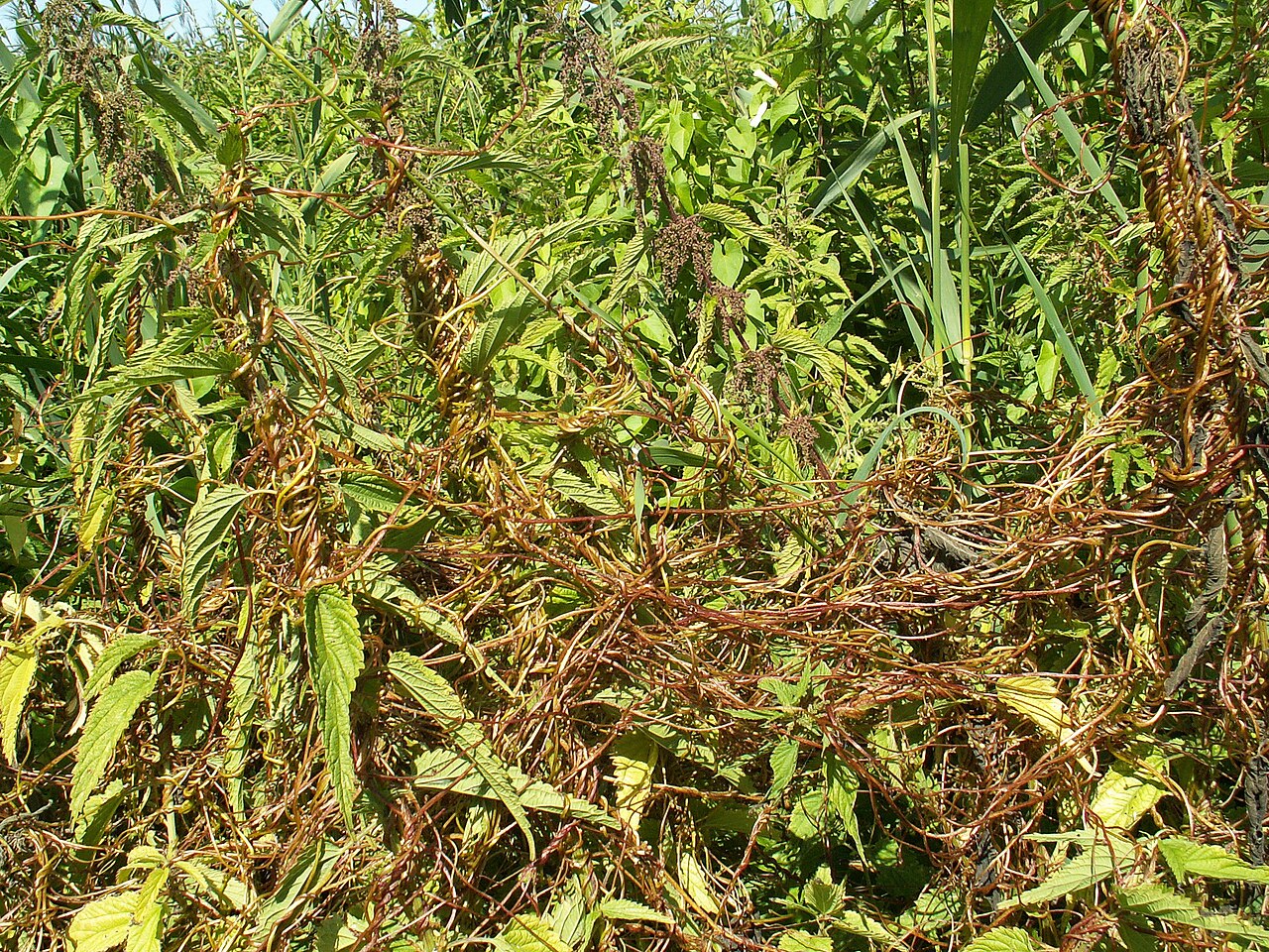 Cuscuta lupuliformis