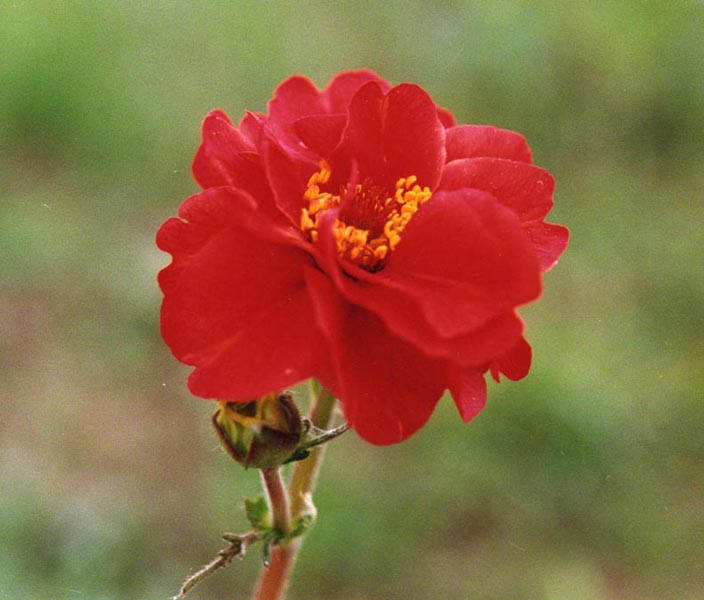 Geum chiloense