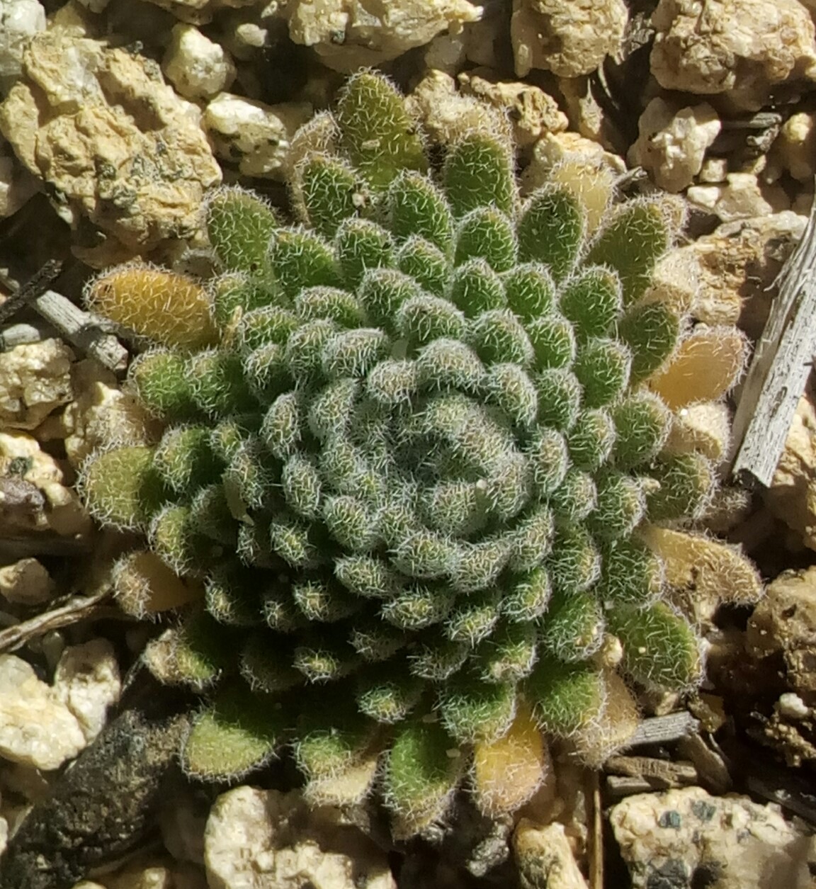 Draba corrugata
