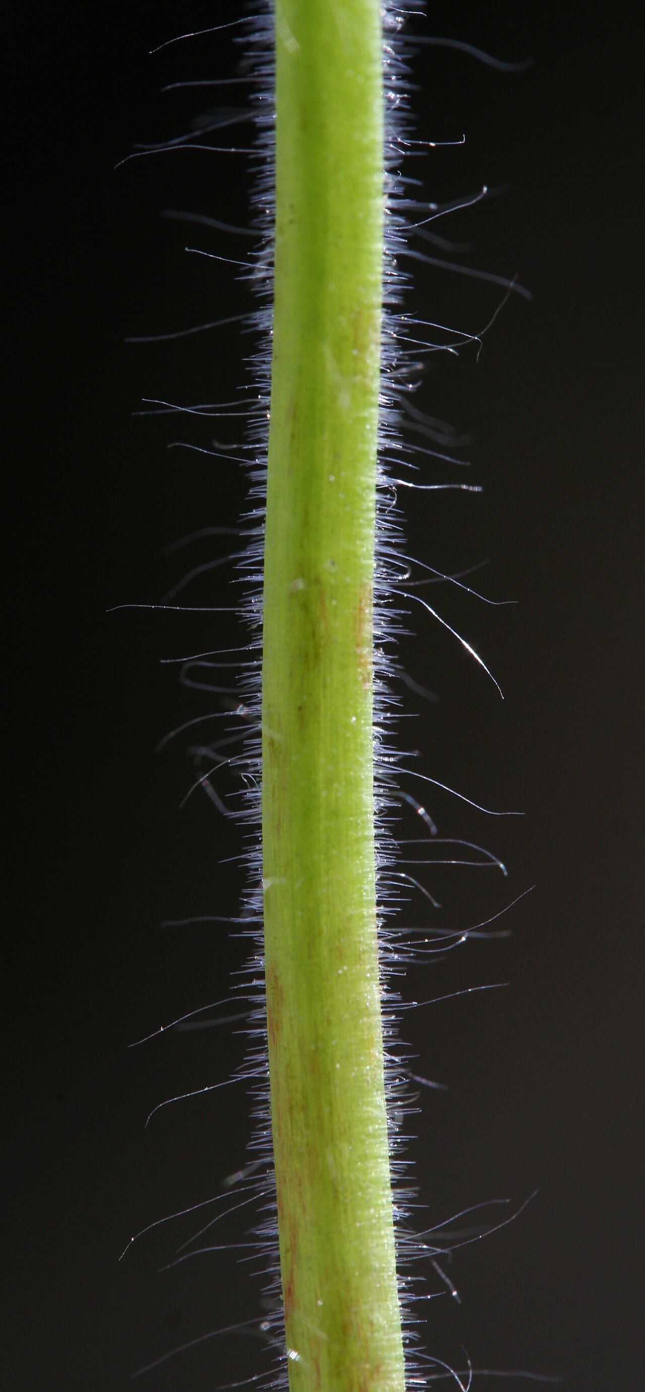 Geranium molle
