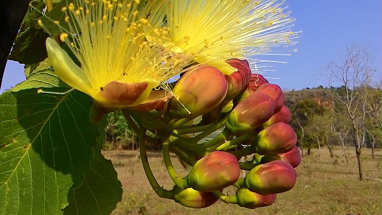Pequi or souari nut
