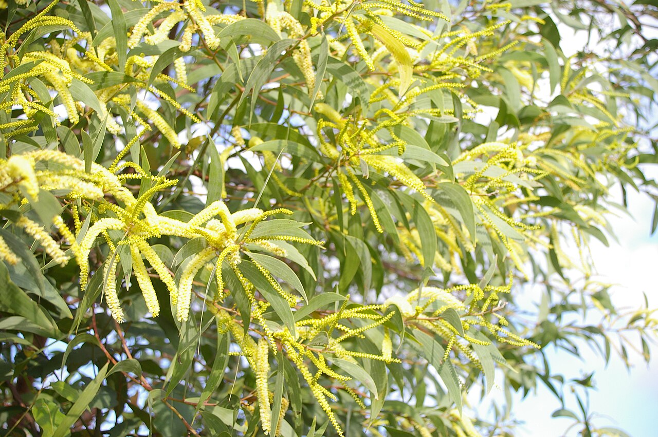 Curracabah or black wattle