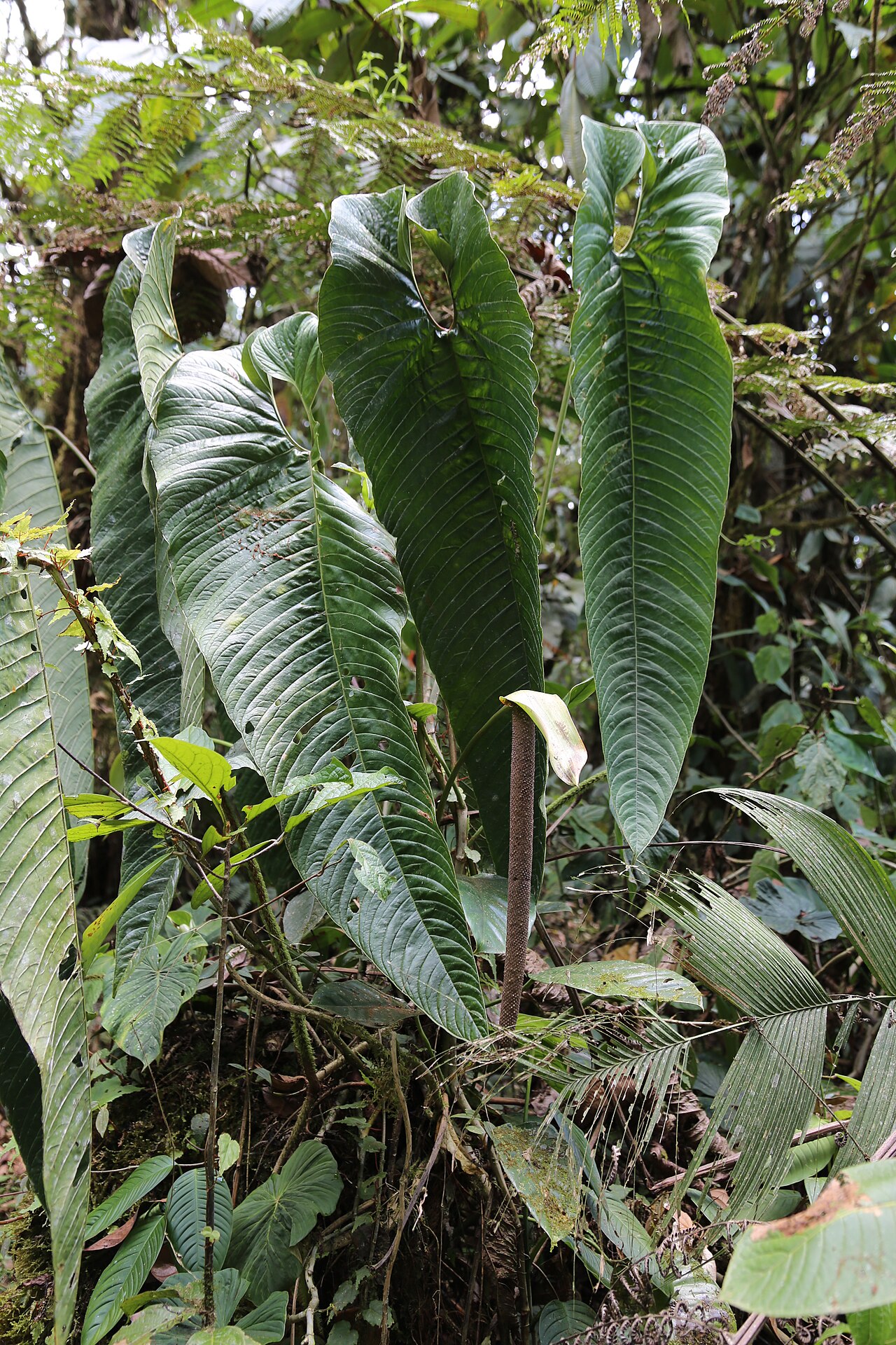 Anthurium camposii