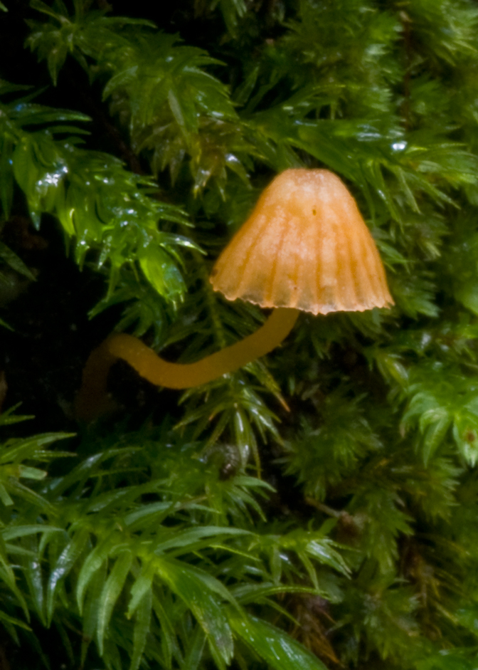 Galerina hypnorum