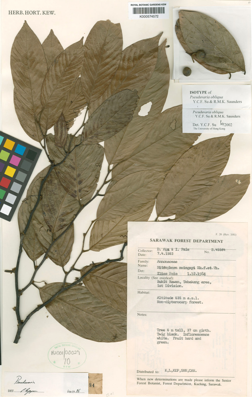 Pseuduvaria obliqua