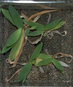 Dichanthelium lanuginosum