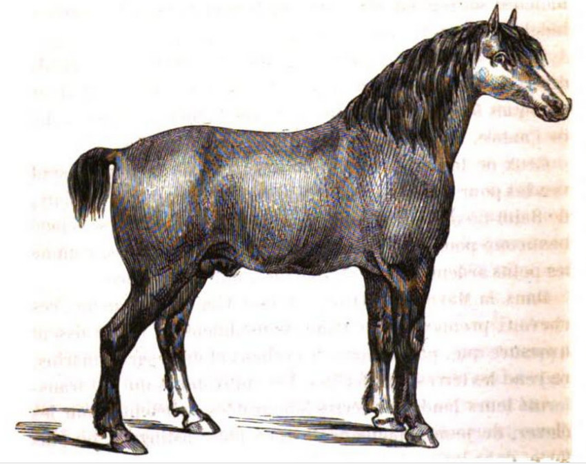 La Hague horse