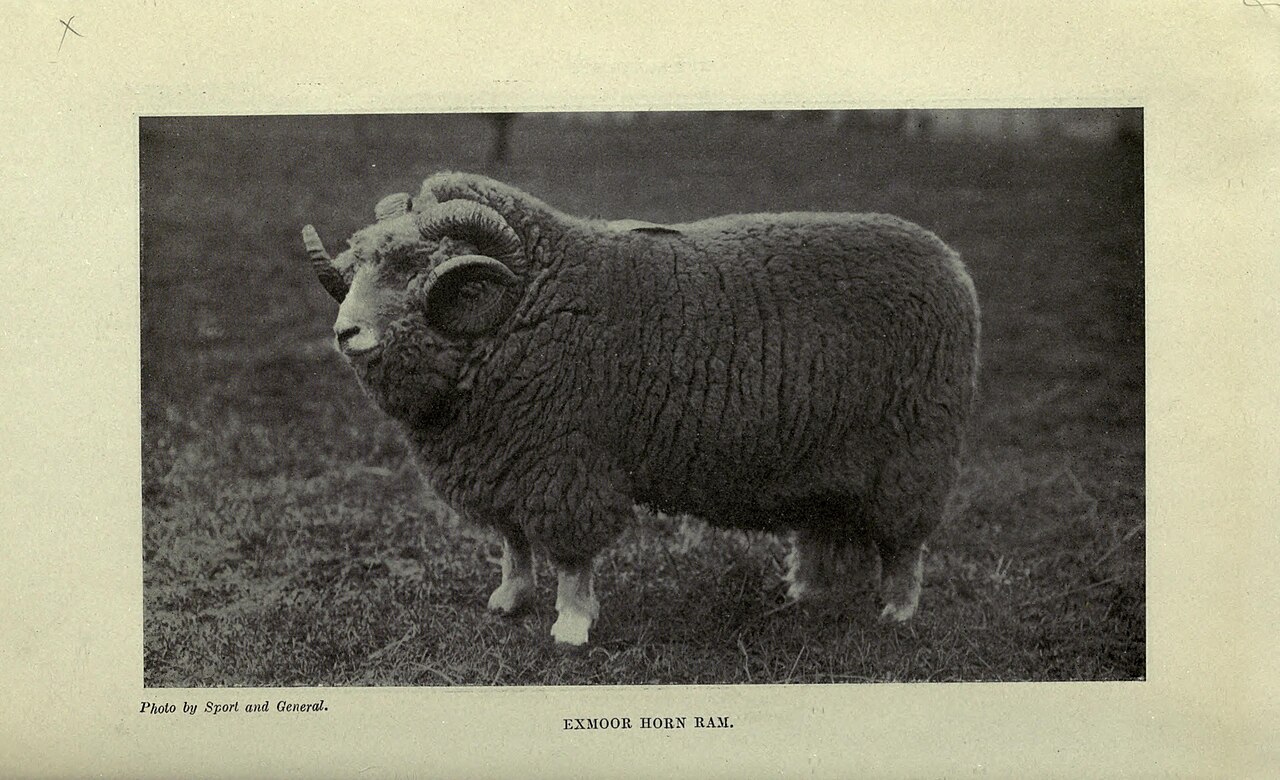 Exmoor Horn