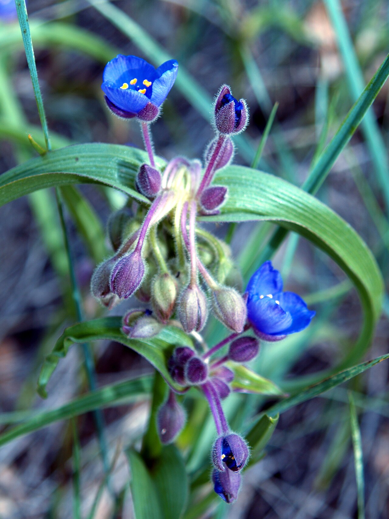 Tradescantia bracteata