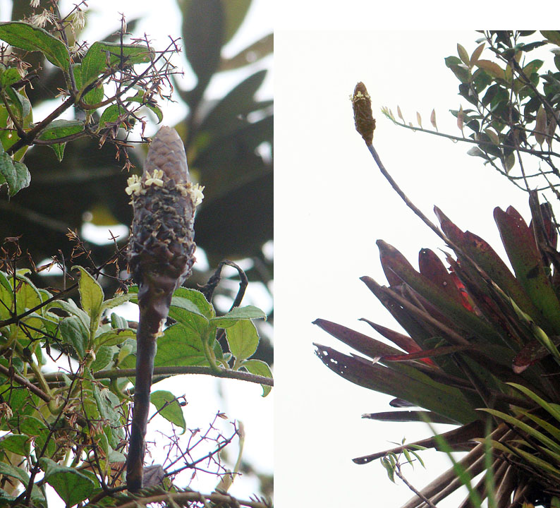 Guzmania coriostachya