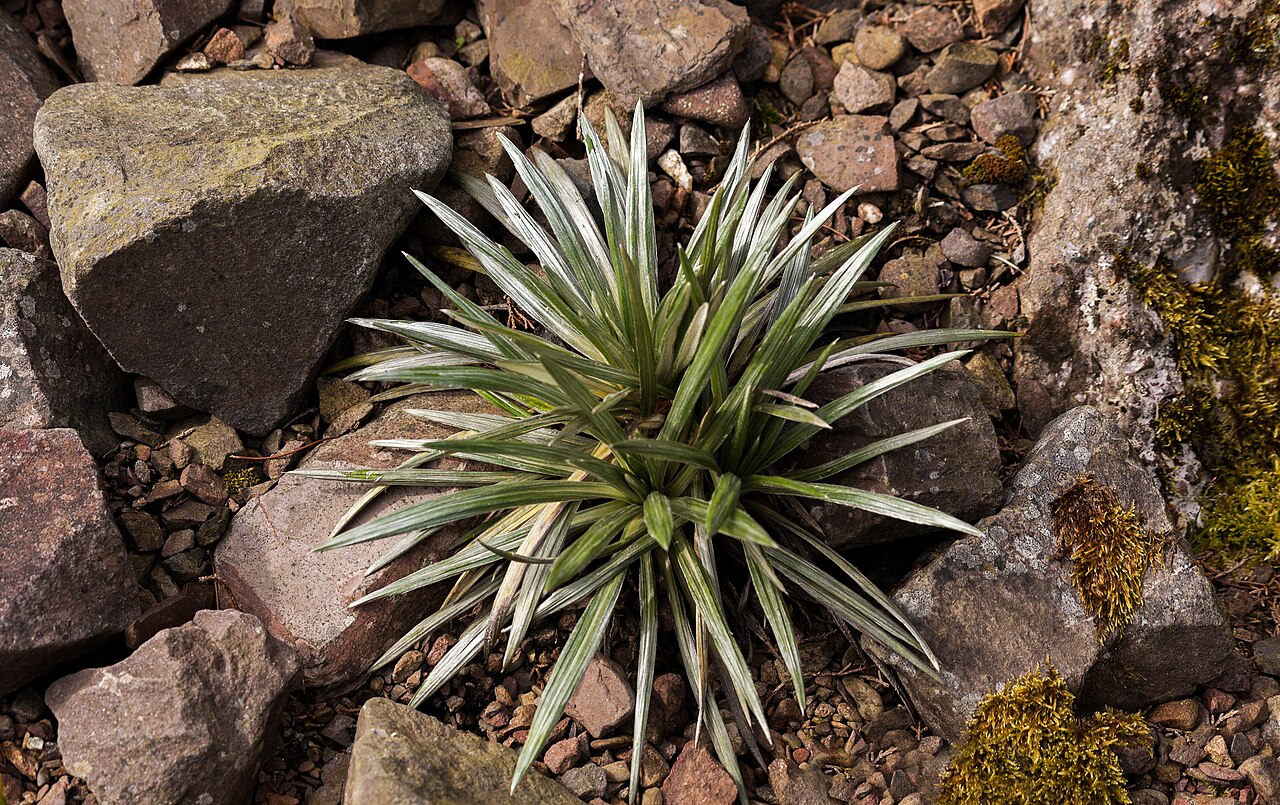 Celmisia longifolia