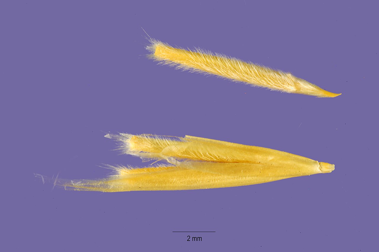 Achnatherum speciosum