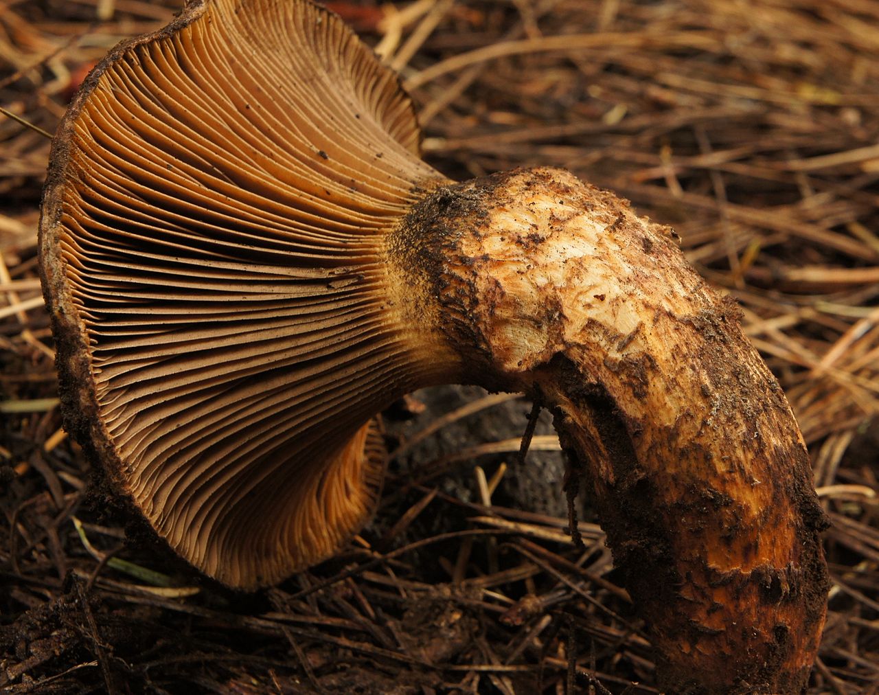 Chroogomphus pseudovinicolor