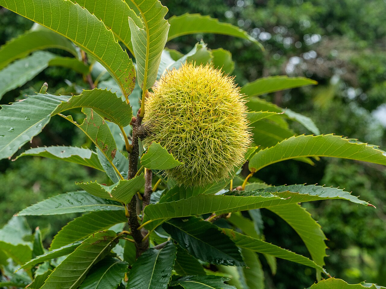 Castanea crenata