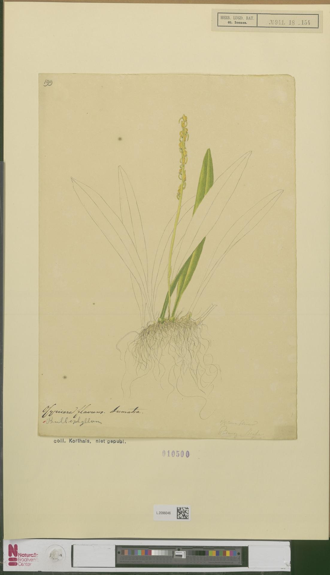 Bulbophyllum flavum