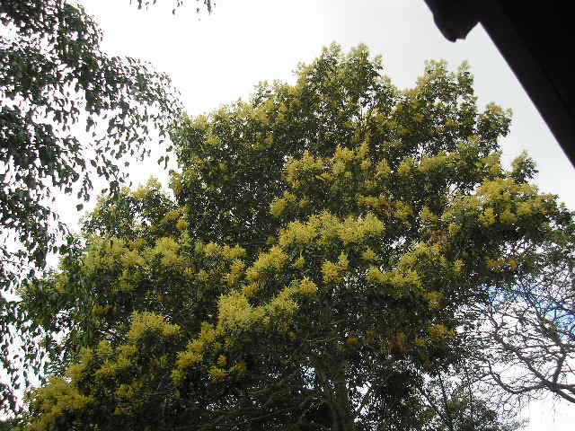 Tachigali versicolor