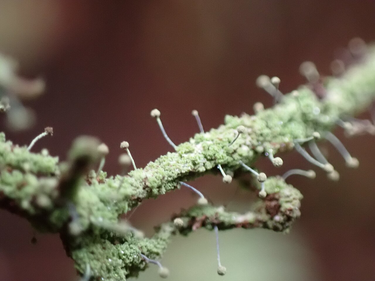 Chaenotheca furfuracea