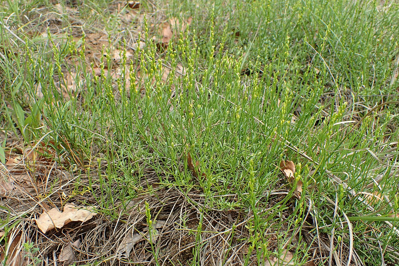 Genista carinalis