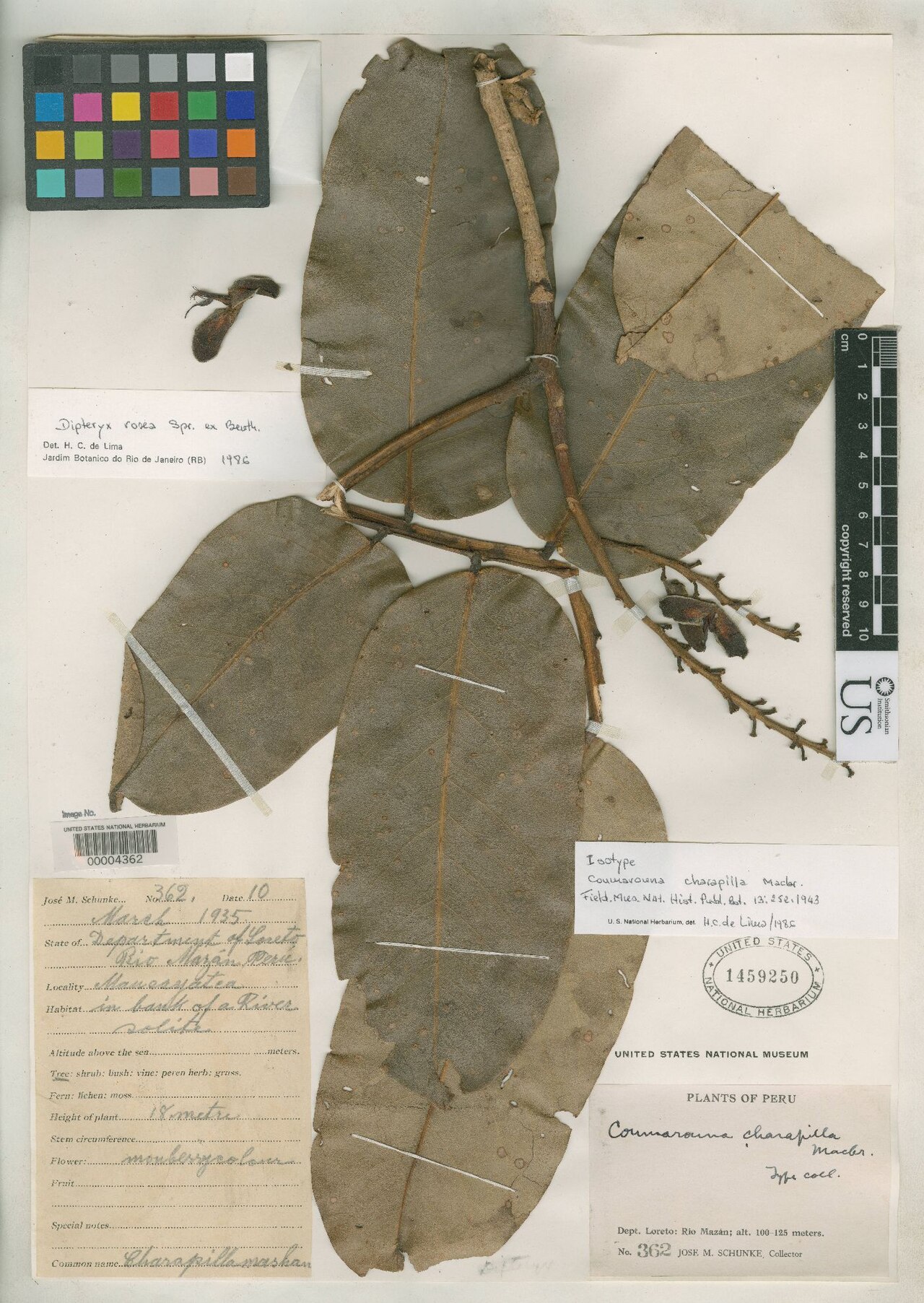 Dipteryx charapilla