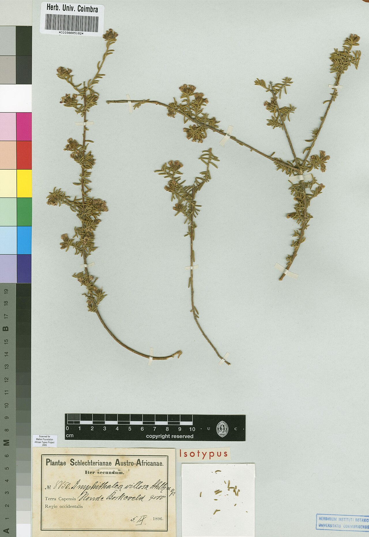 Amphithalea villosa