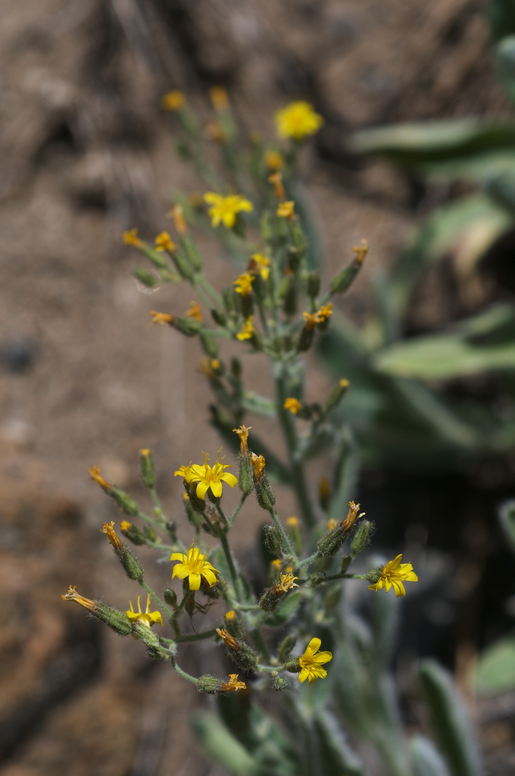 Prickly hawkweed or shaggy hawkweed