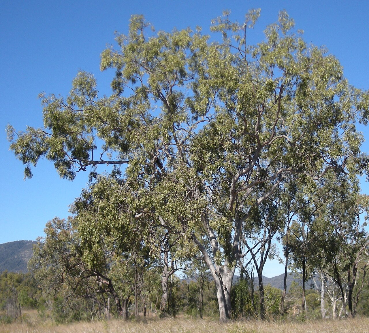 Corymbia dallachiana