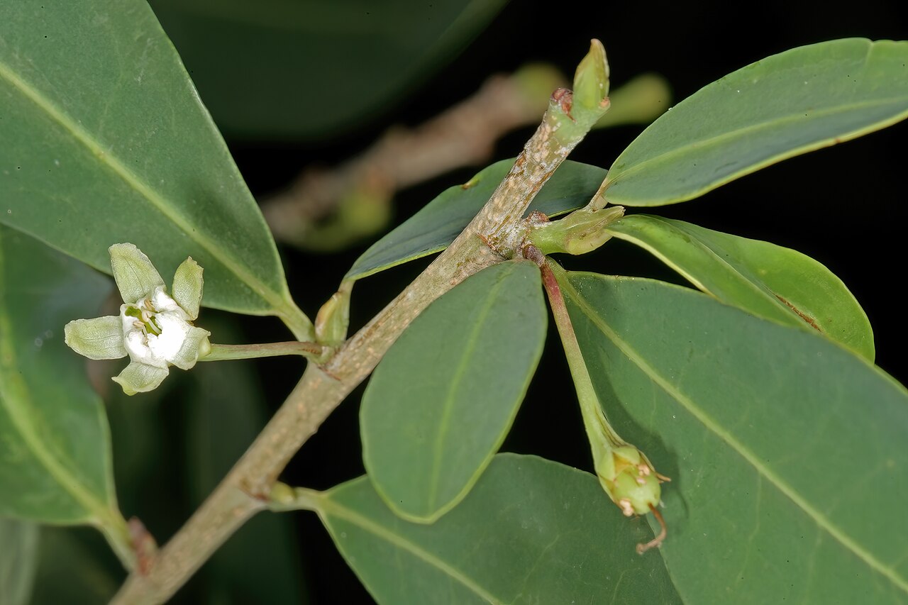 Erythroxylum delagoense