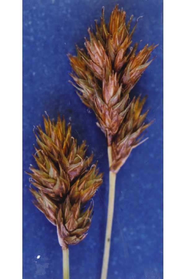 Carex mariposana