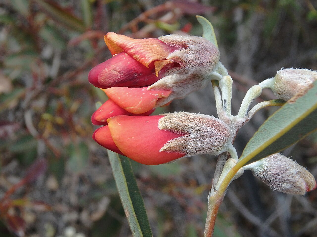 Gastrolobium rubrum