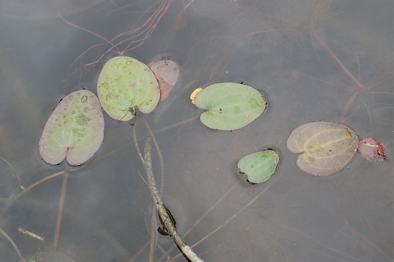 Caldesia parnassifolia
