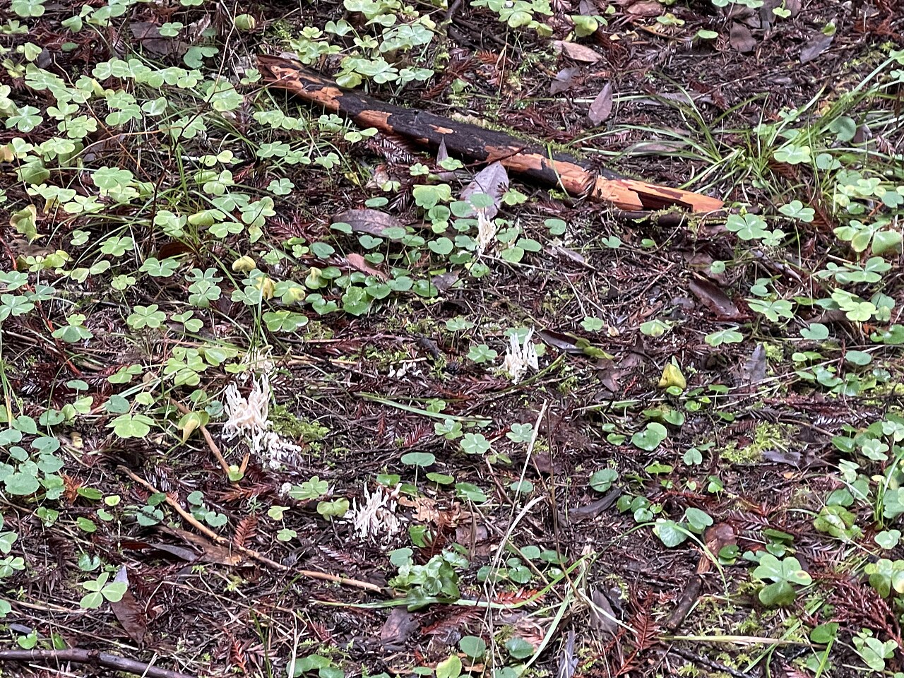 Fairy fingers
