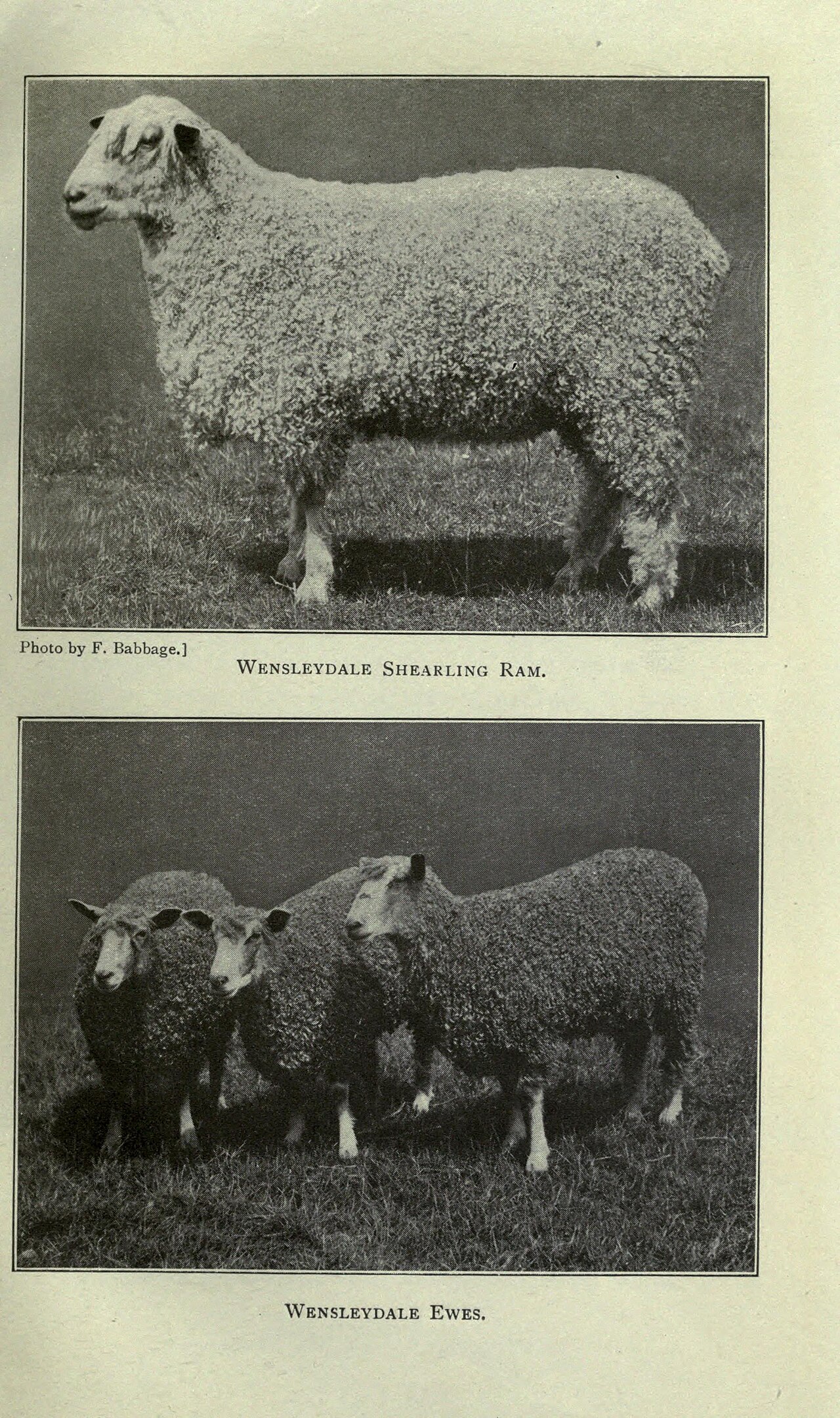 Wensleydale