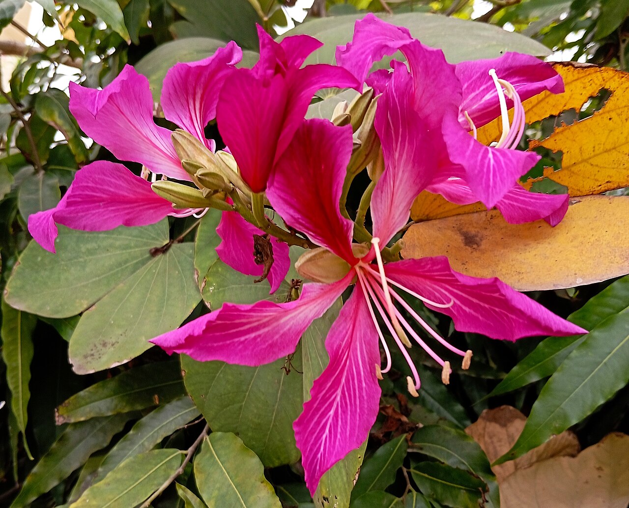 Bauhinia purpurea