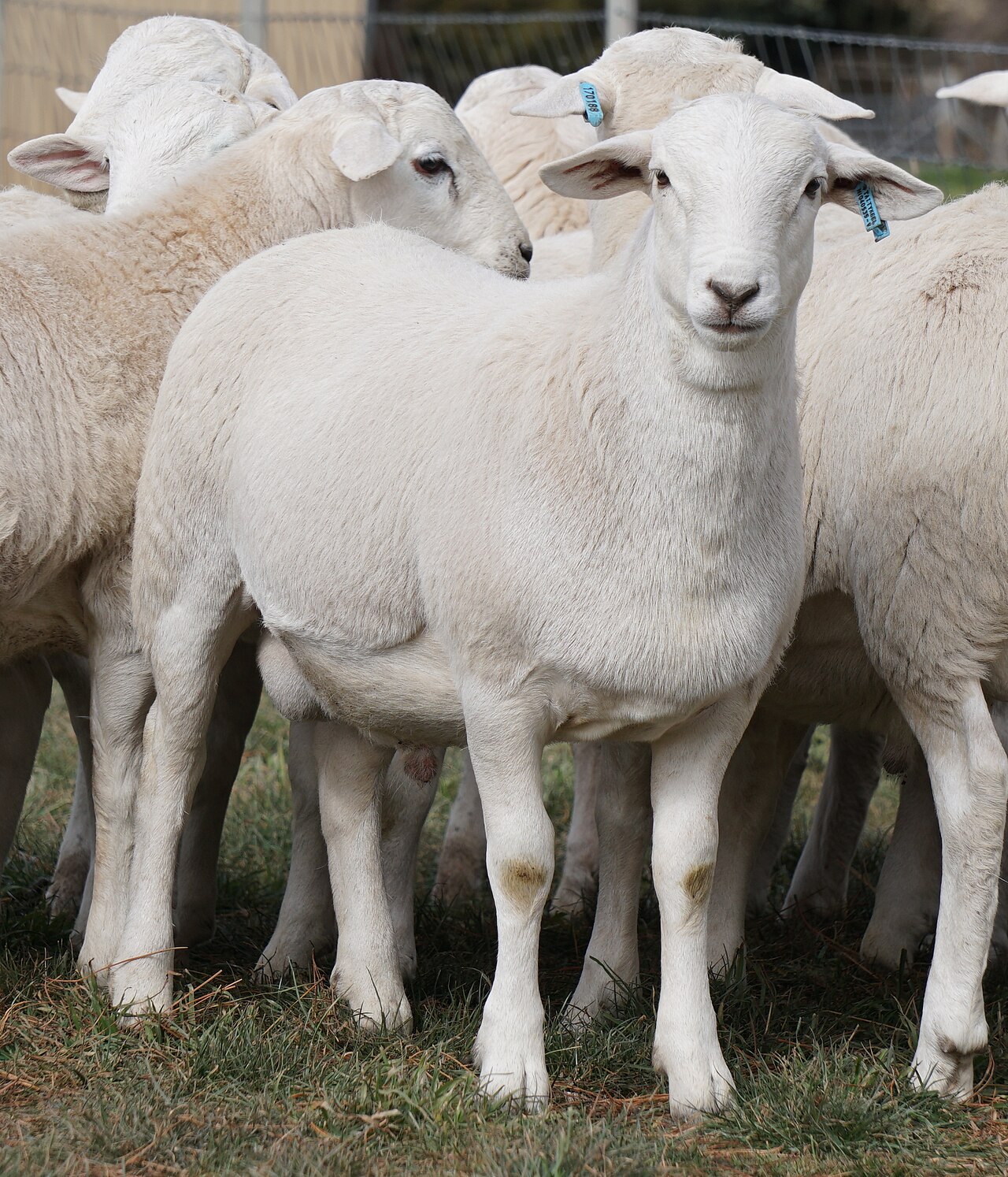 Australian White