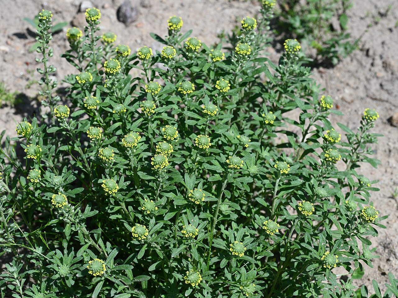 Alyssum alyssoides
