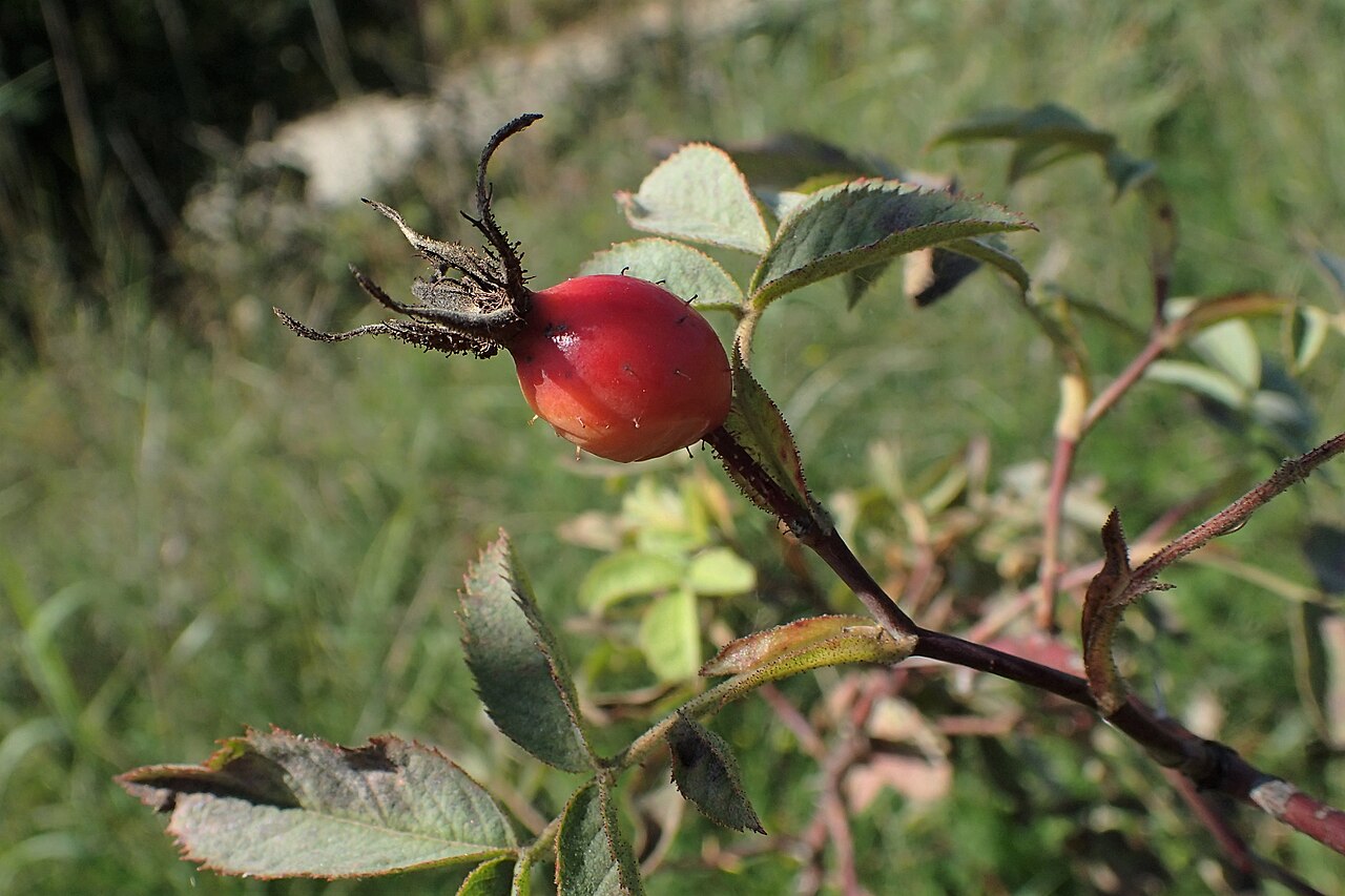 Rosa sherardii