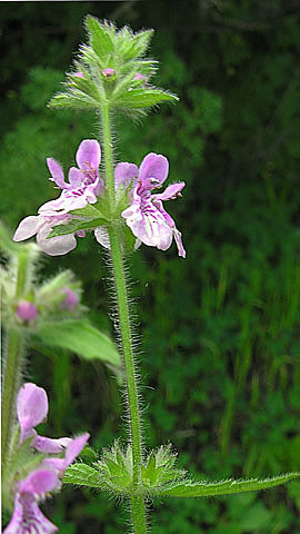 Stachys anisochila