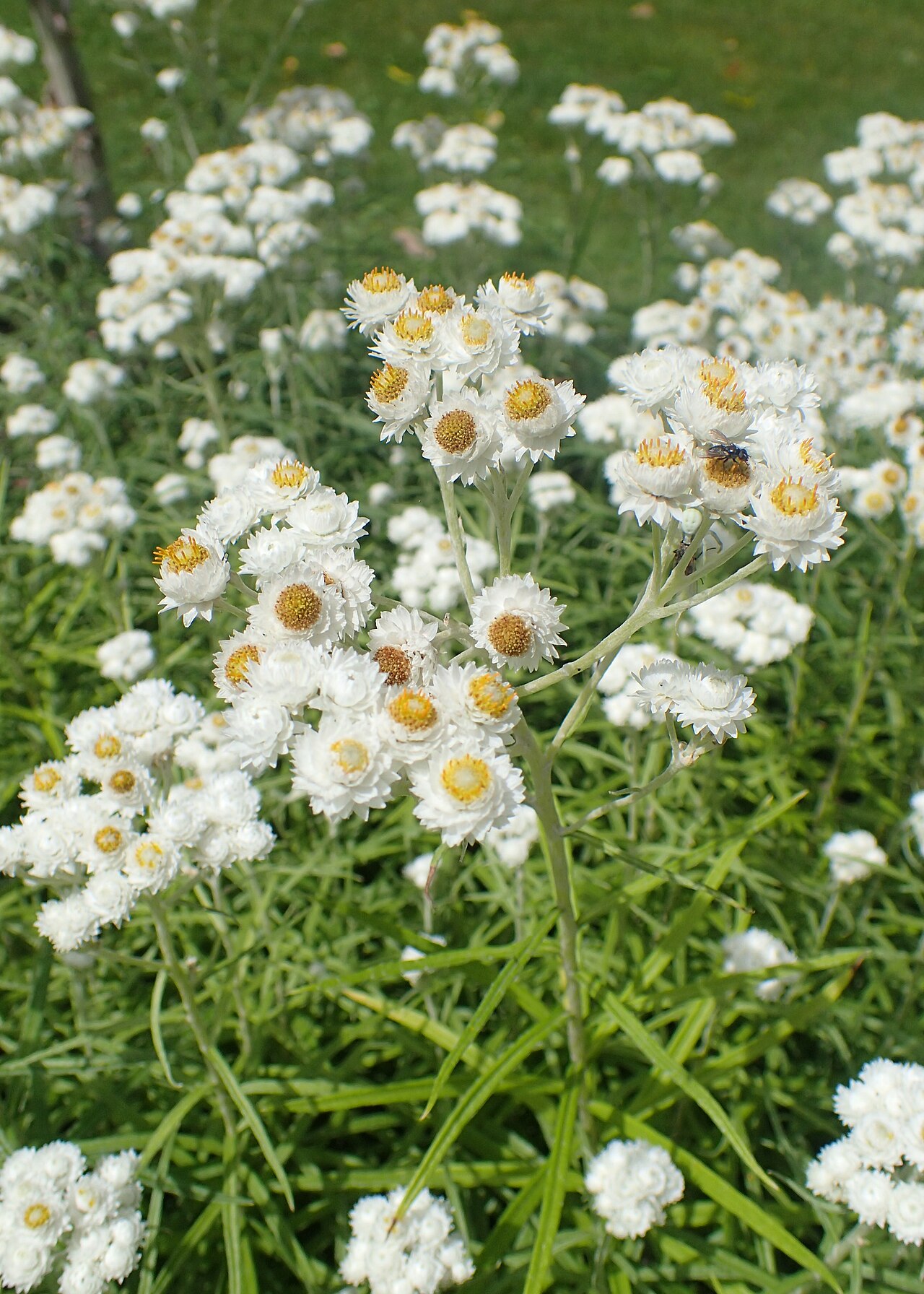 Western pearly everlasting or pearly eve
