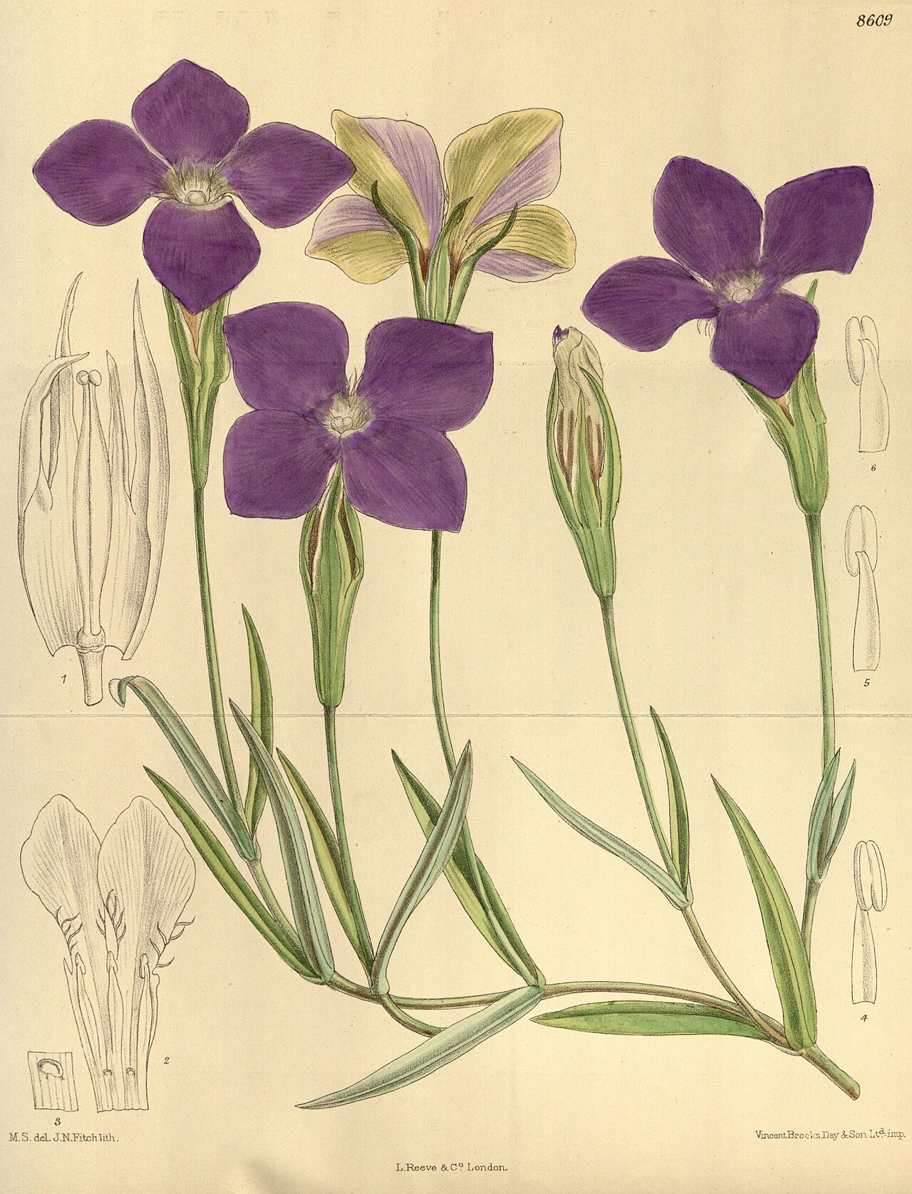 Gentianopsis barbata