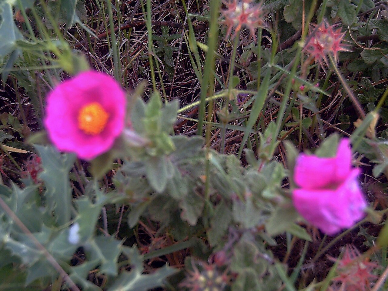 Cistus crispus