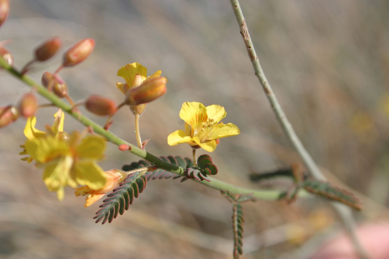 Hoffmannseggia microphylla