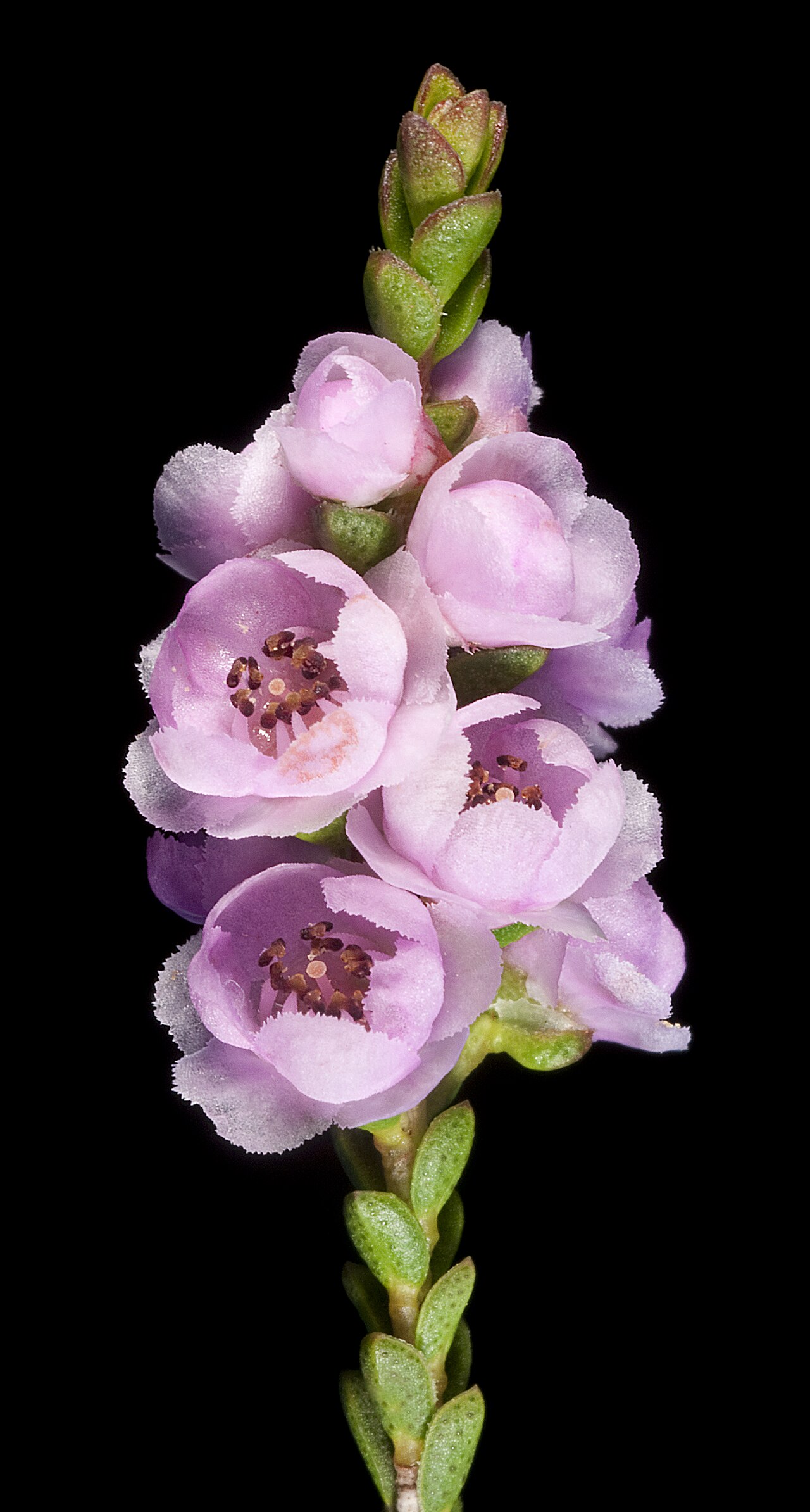 Thryptomene racemulosa